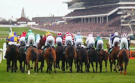 A view from behind the jockeys of the first hurdle at the start